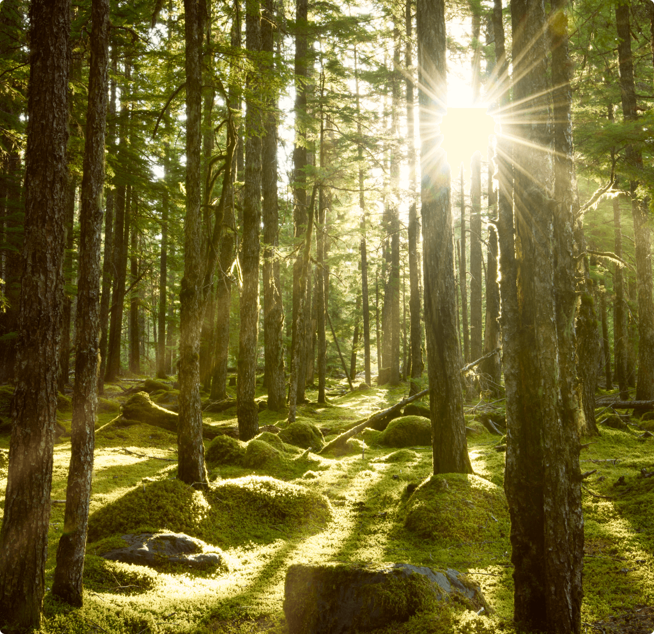 光が差し込む木々